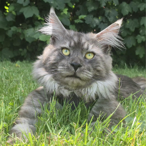 Foto van de dekkater