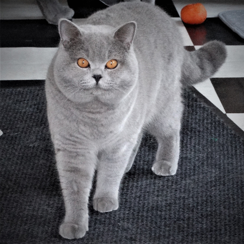 Foto van de poes