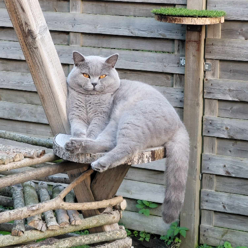 Foto van de poes