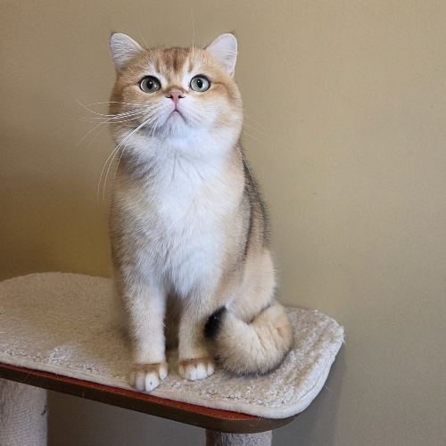Foto van de poes