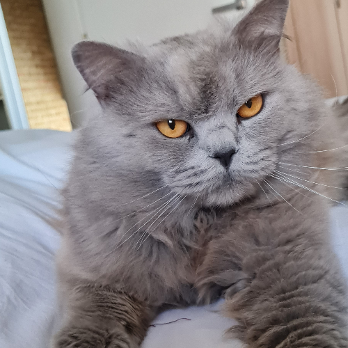 Foto van de dekkater