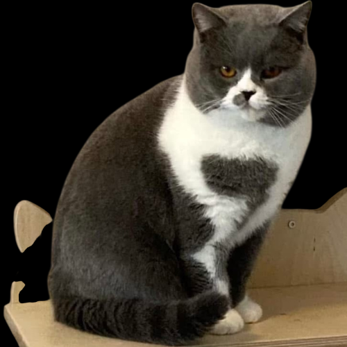 Foto van de dekkater