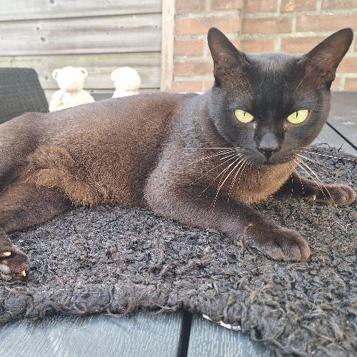 Foto van de poes