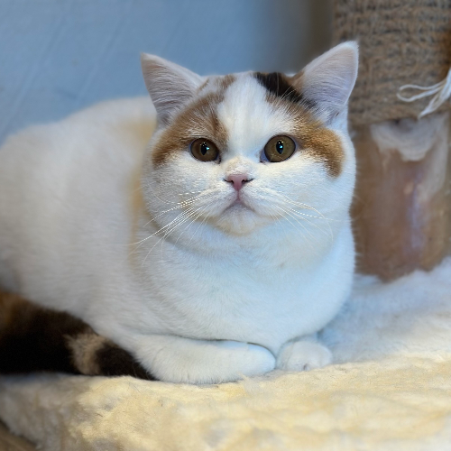Foto van de poes