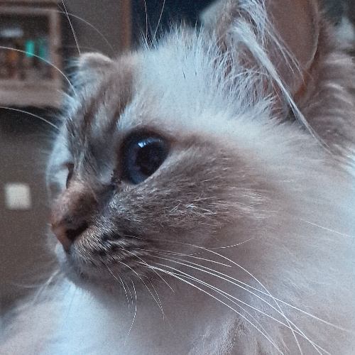 Foto van de poes