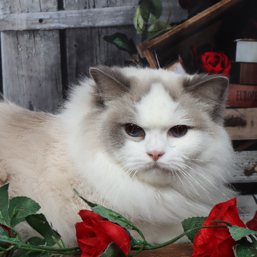 Foto van de poes