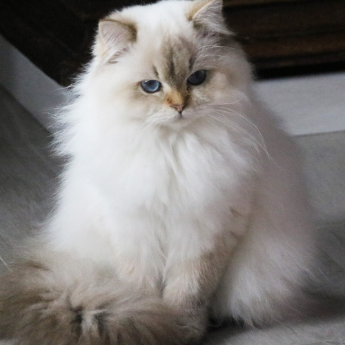 Foto van de poes