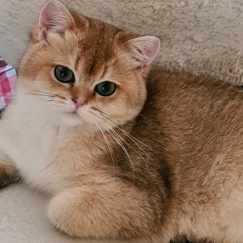 Foto van de poes
