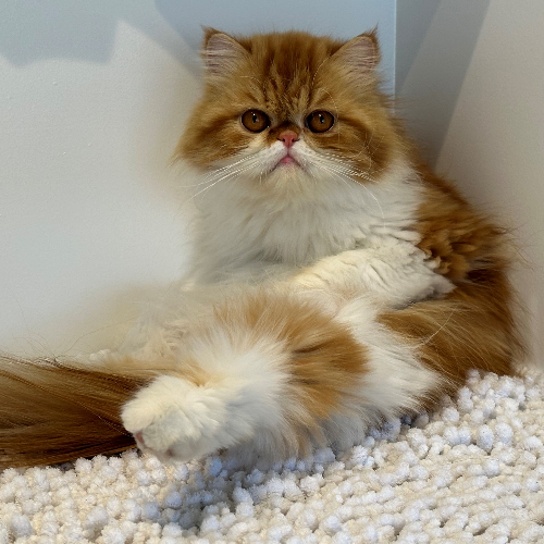 Foto van de poes