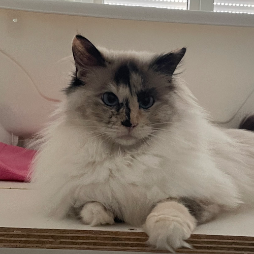 Foto van de poes