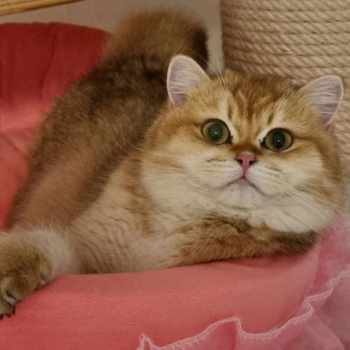 Foto van de poes