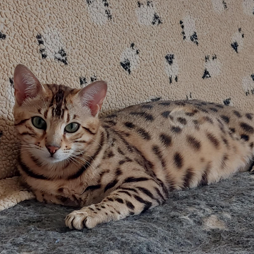 Foto van de poes