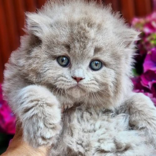 Foto van de poes