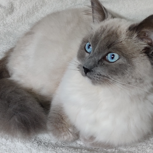 Foto van de poes