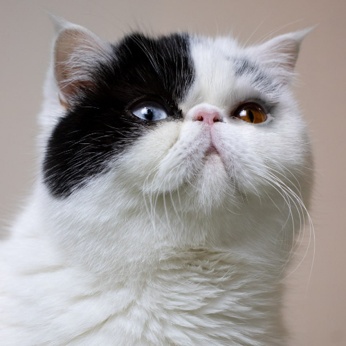 Foto van de poes