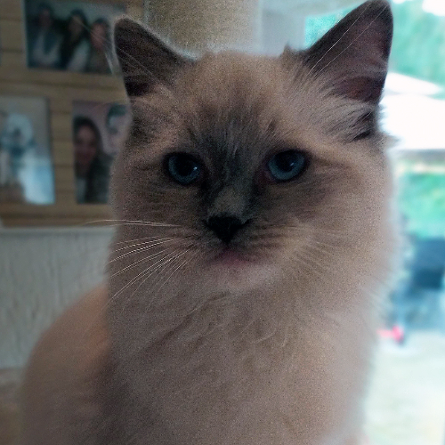 Foto van de poes