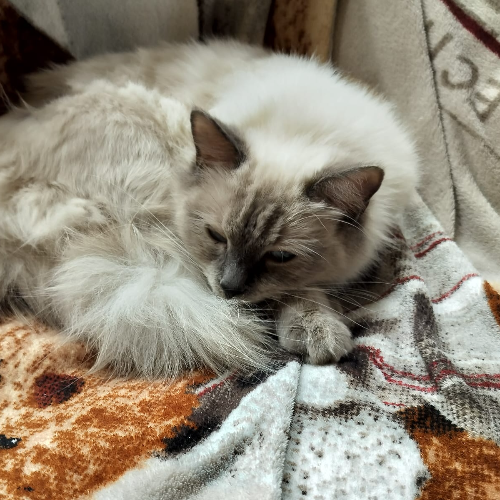 Foto van de poes