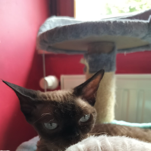 Foto van de poes
