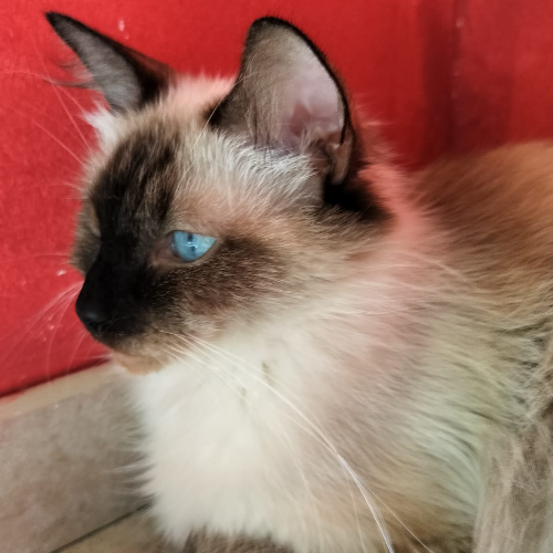 Foto van de poes