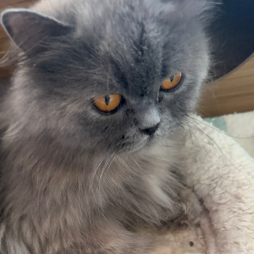 Foto van de poes