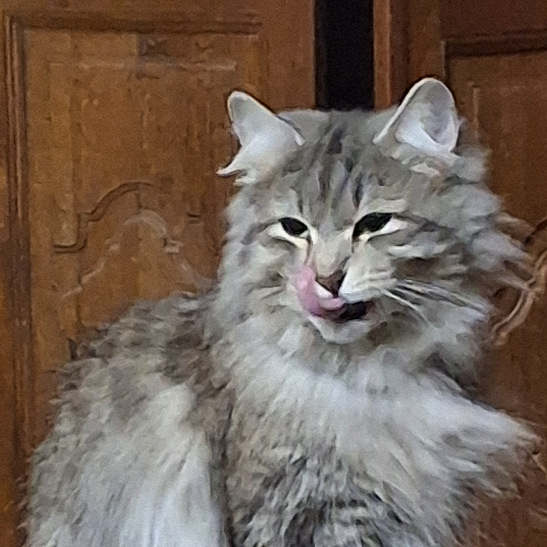 Foto van de poes