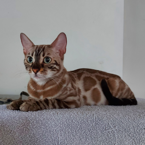 Foto van de poes