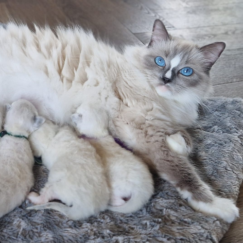 Foto van de poes