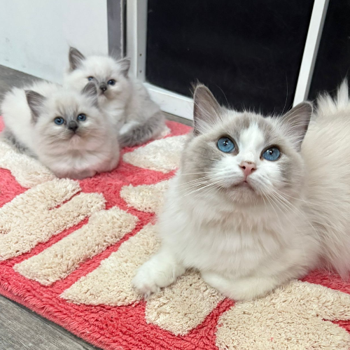 Foto van de poes