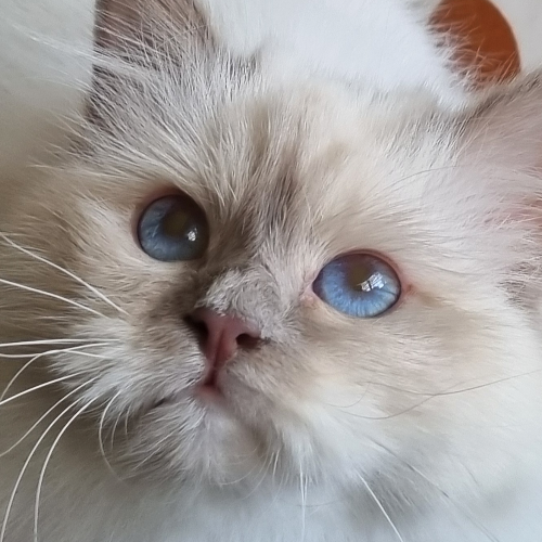 Foto van de poes