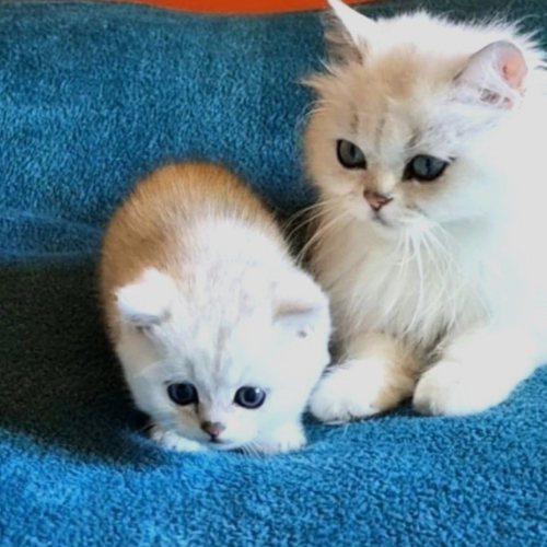 Foto van de poes