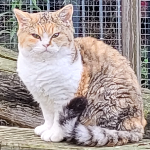 Foto van de poes