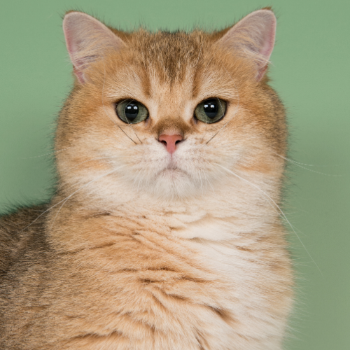 Foto van de poes