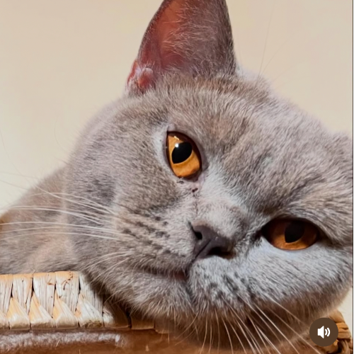 Foto van de poes