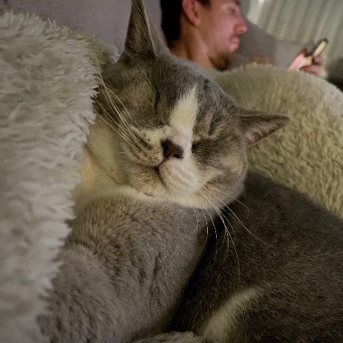 Foto van de poes