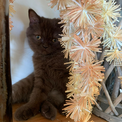 Foto van de poes