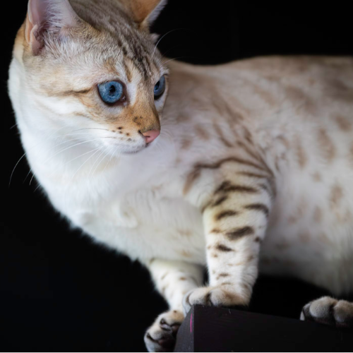 Foto van de poes