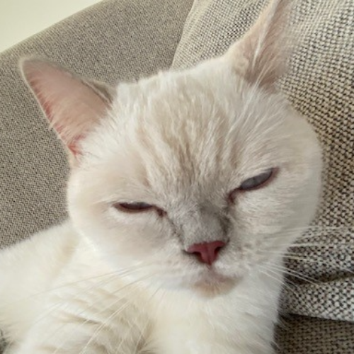 Foto van de poes