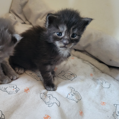 Foto van de poes