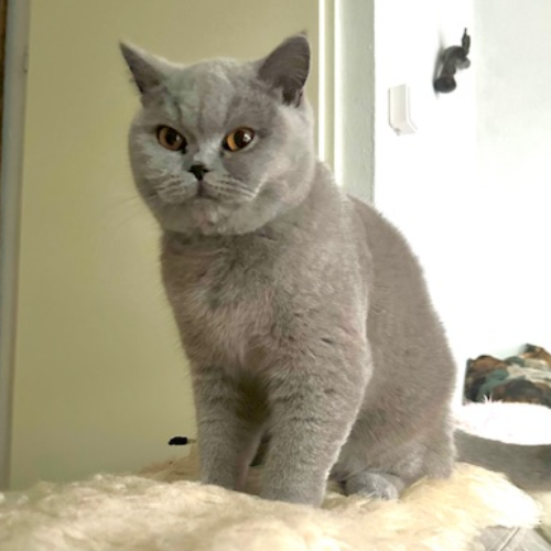 Foto van de poes