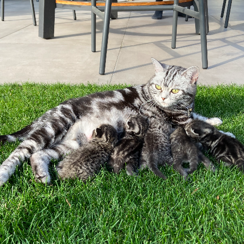 Foto van de poes