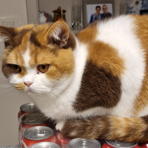 Foto van de poes