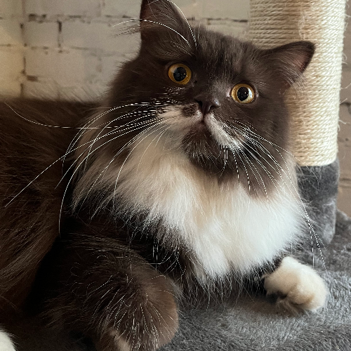 Foto van de poes