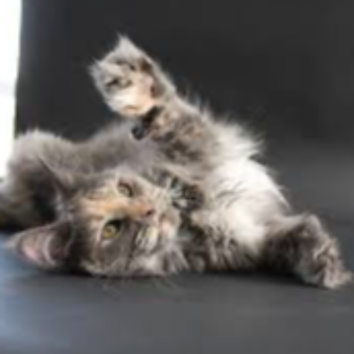 Foto van de poes