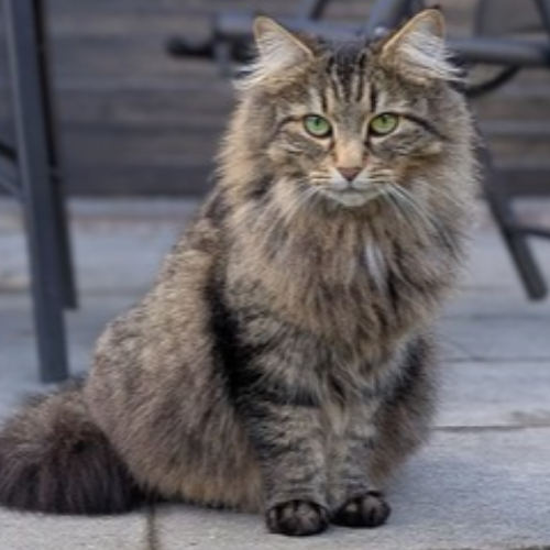 Foto van de poes