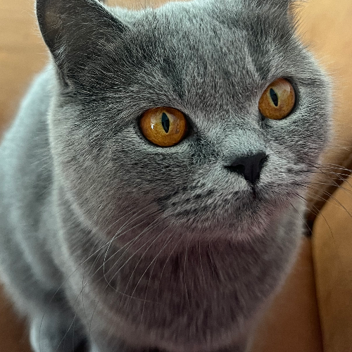 Foto van de poes