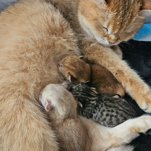 Foto van de poes