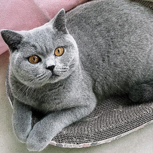 Foto van de poes