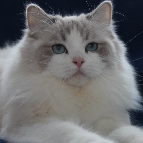 Foto van de poes