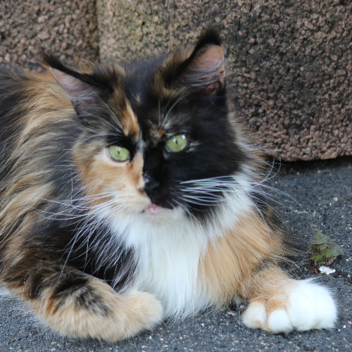 Foto van de poes
