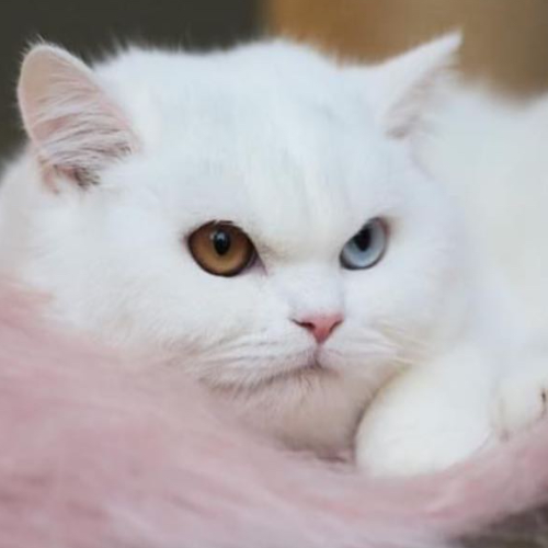Foto van de poes